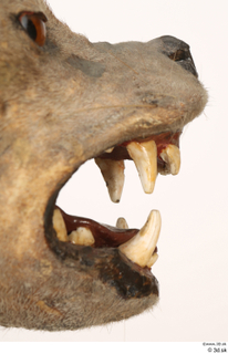 Striped Hyena Hyaena hyaena mouth teeth 0012.jpg